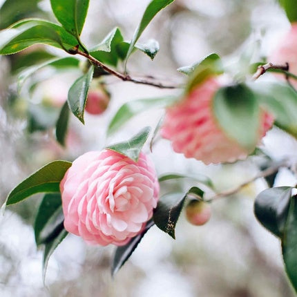 Tata Harper Nourishing Oil Cleanser Multi-Vitamin Makeup Remover 125ml